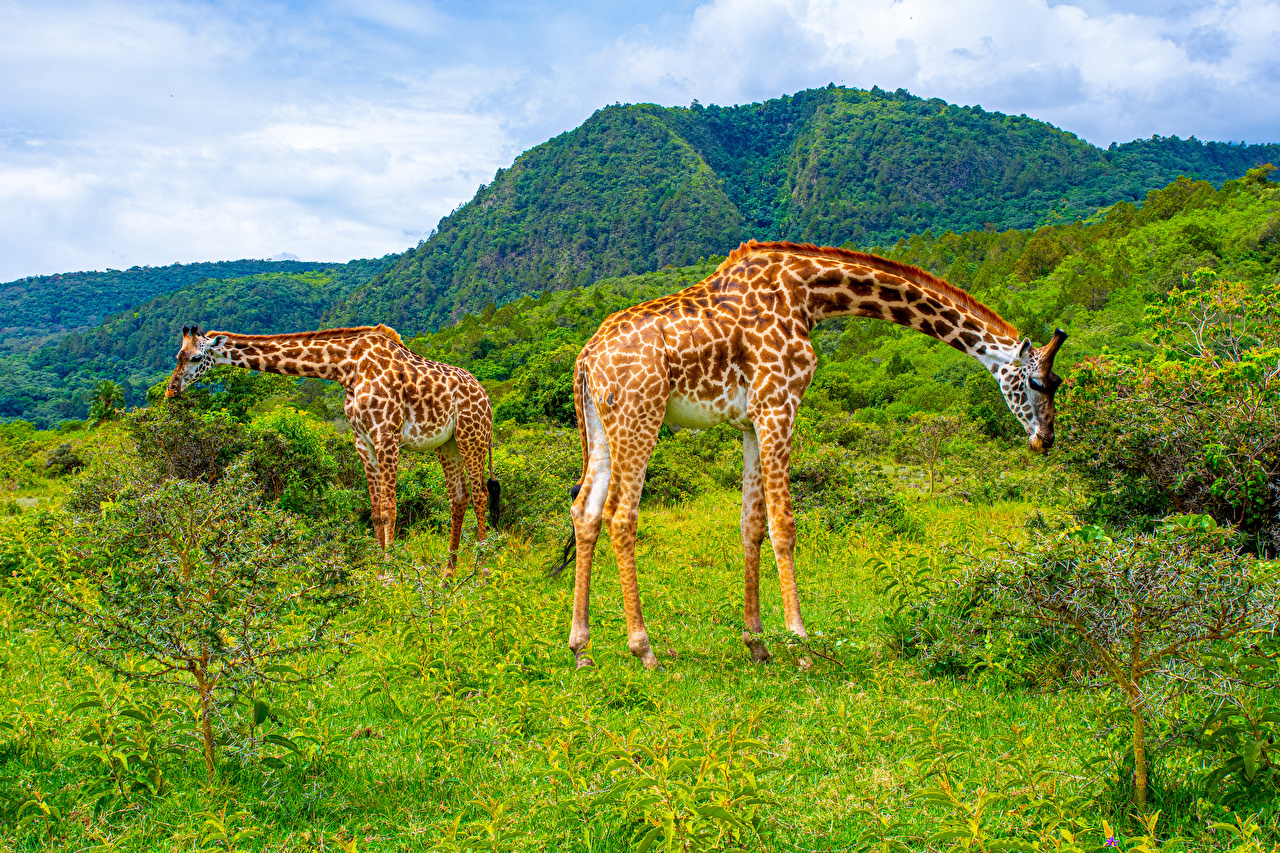 Parque Nacional de Arusha