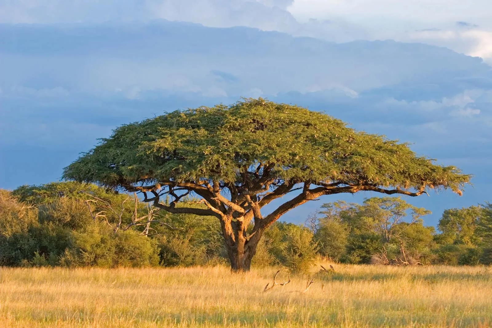 Matorral de sabana