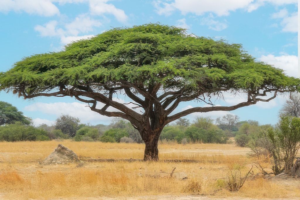 Bosque de acacias