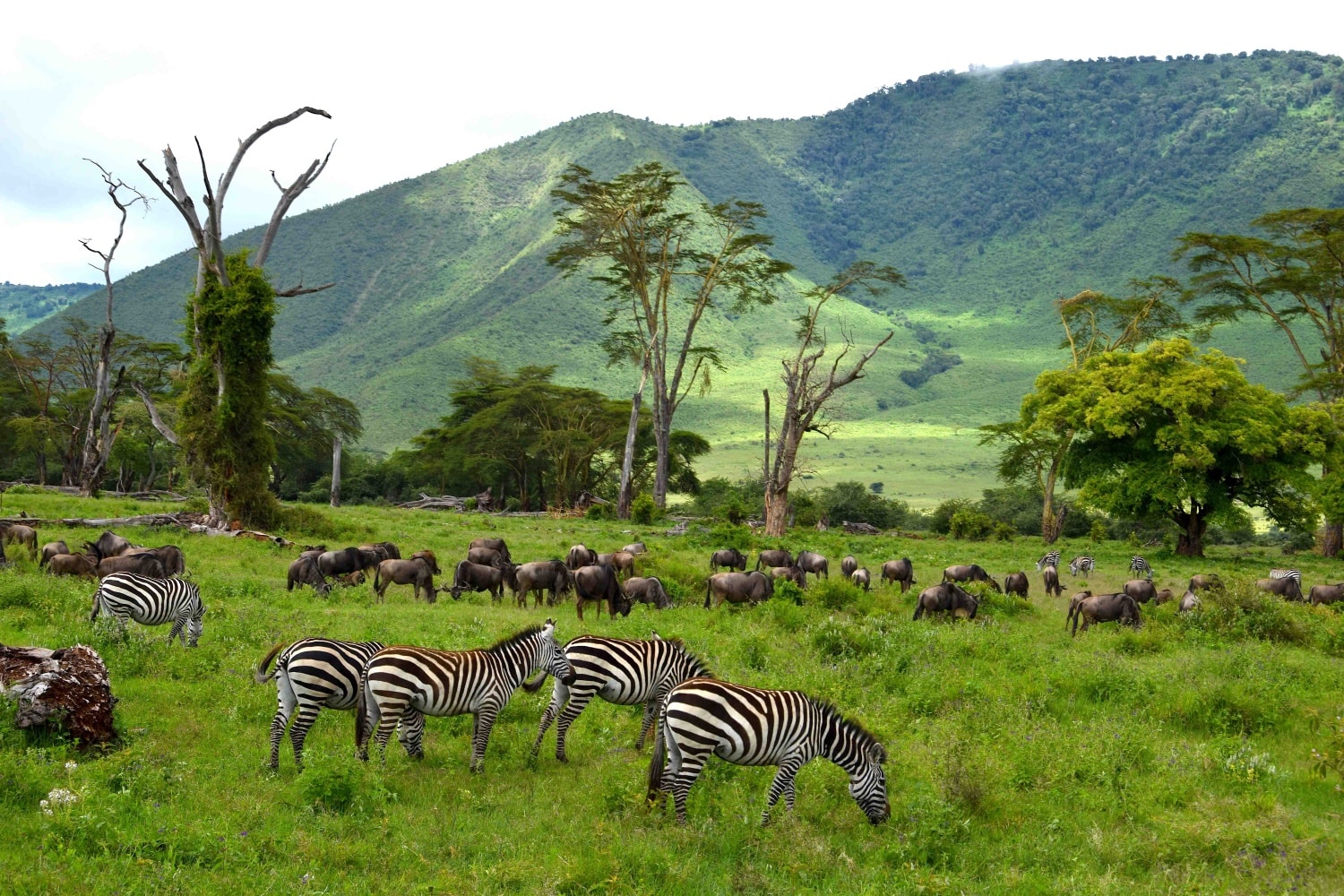 Bosque de Lerai