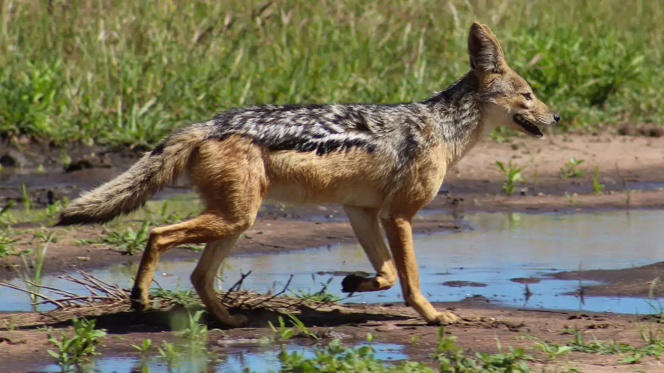 Safari por el circuito norte