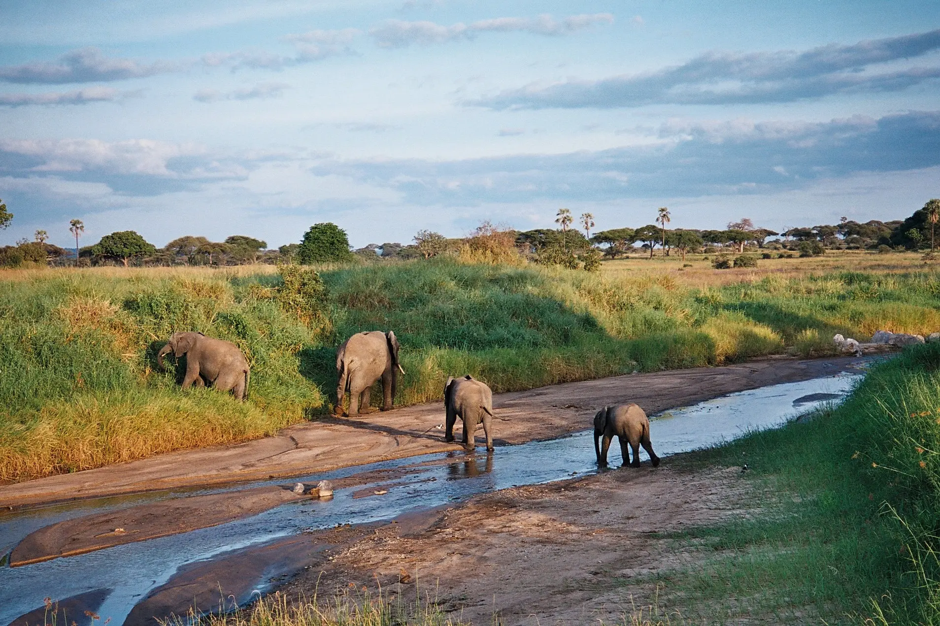 Excursión de un día al Parque Nacional de Tarangire