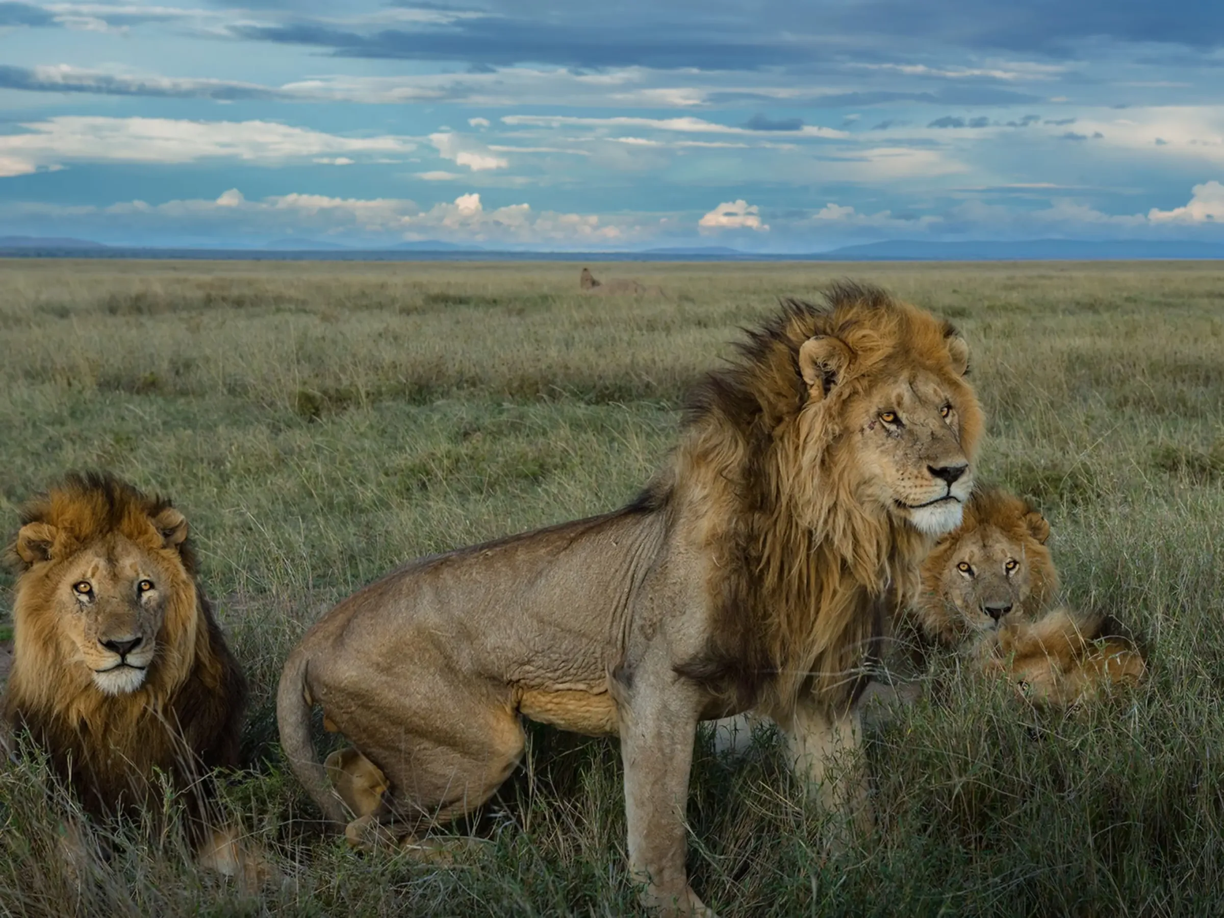 Fauna y paisaje del Parque Nacional del Serengeti