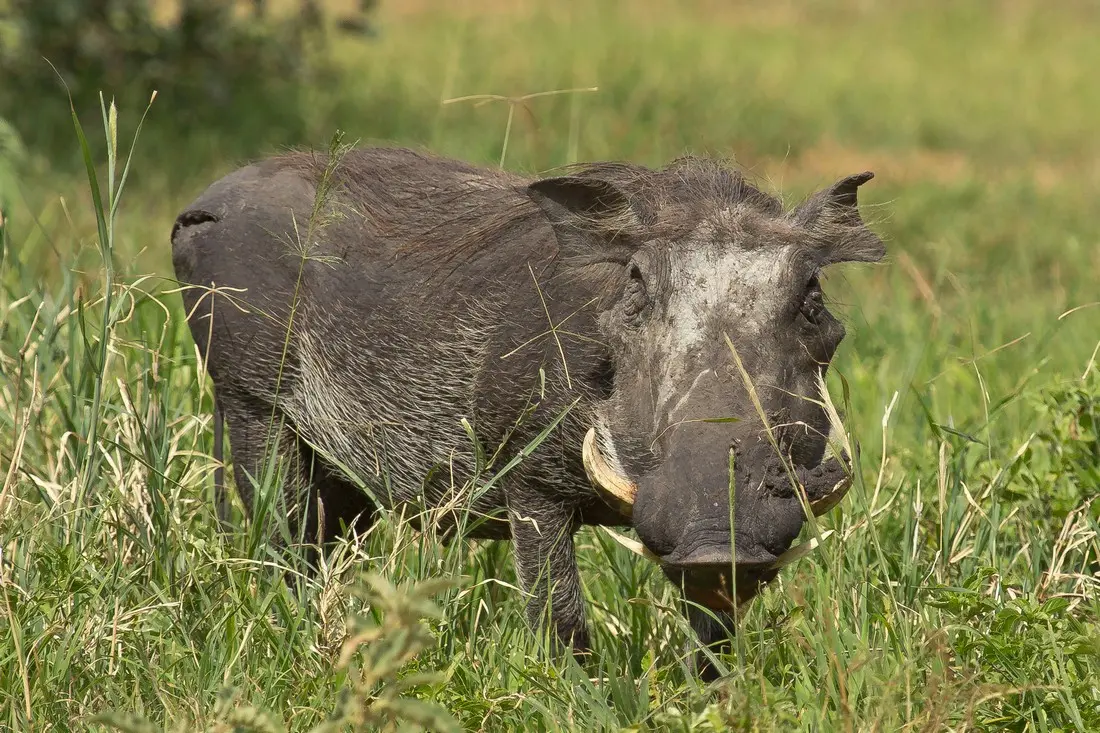 Safari por Tarangire & el cráter del Ngorongoro