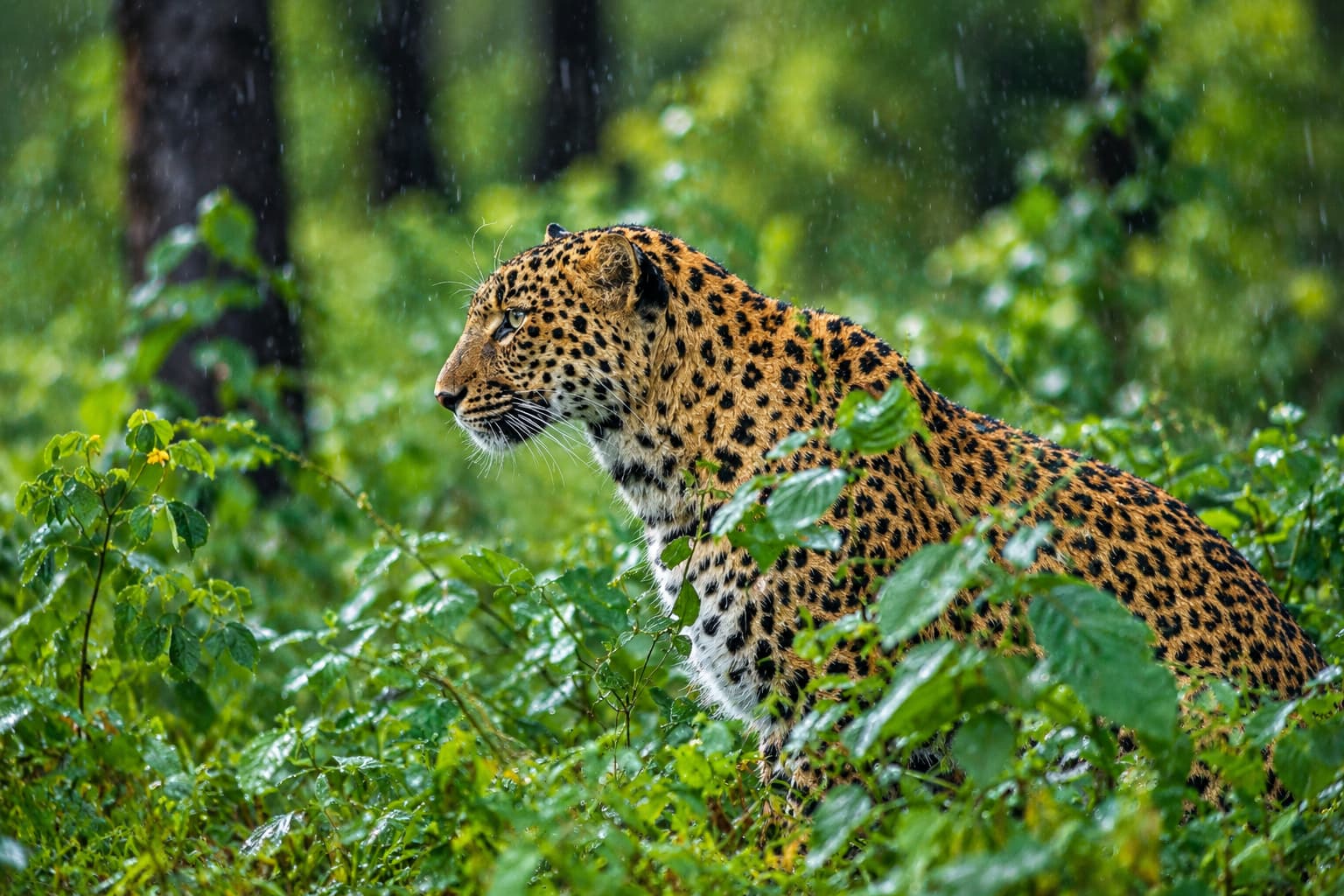 Safari de fauna salvaje