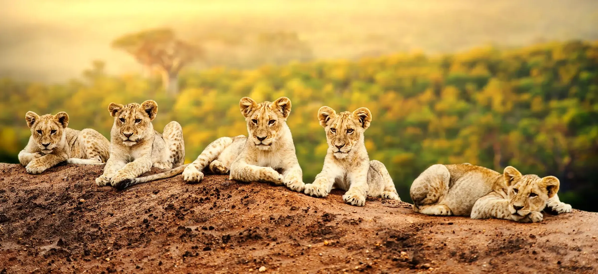 Safaris en familia