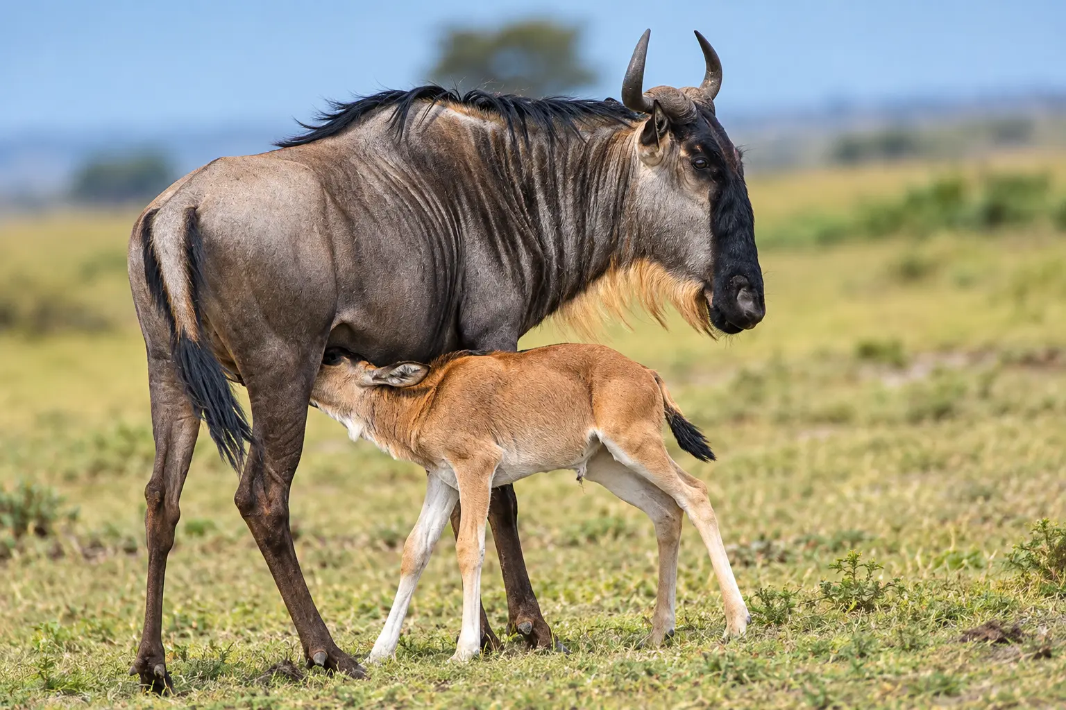 Safari por la migración en Ndutu, Serengeti (temporada de partos)